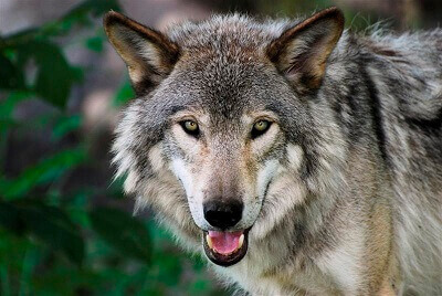 Wolf im Tagebau von Caminau